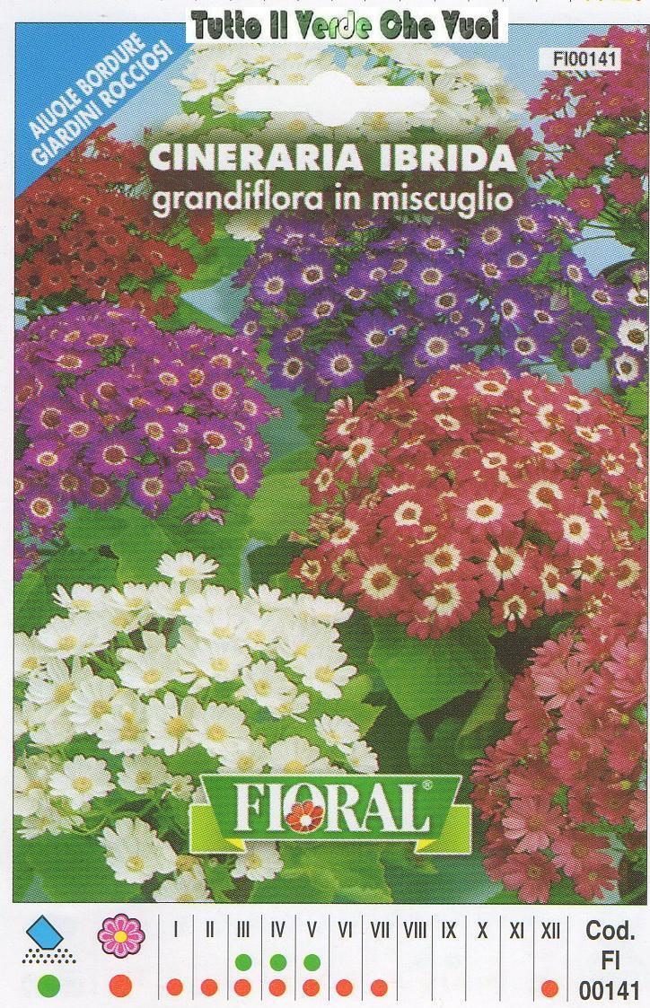 CINERARIA IBRIDA - AIUOLE BORDURE ROCCIOSI-FLORAL - BUSTA SEMENTI