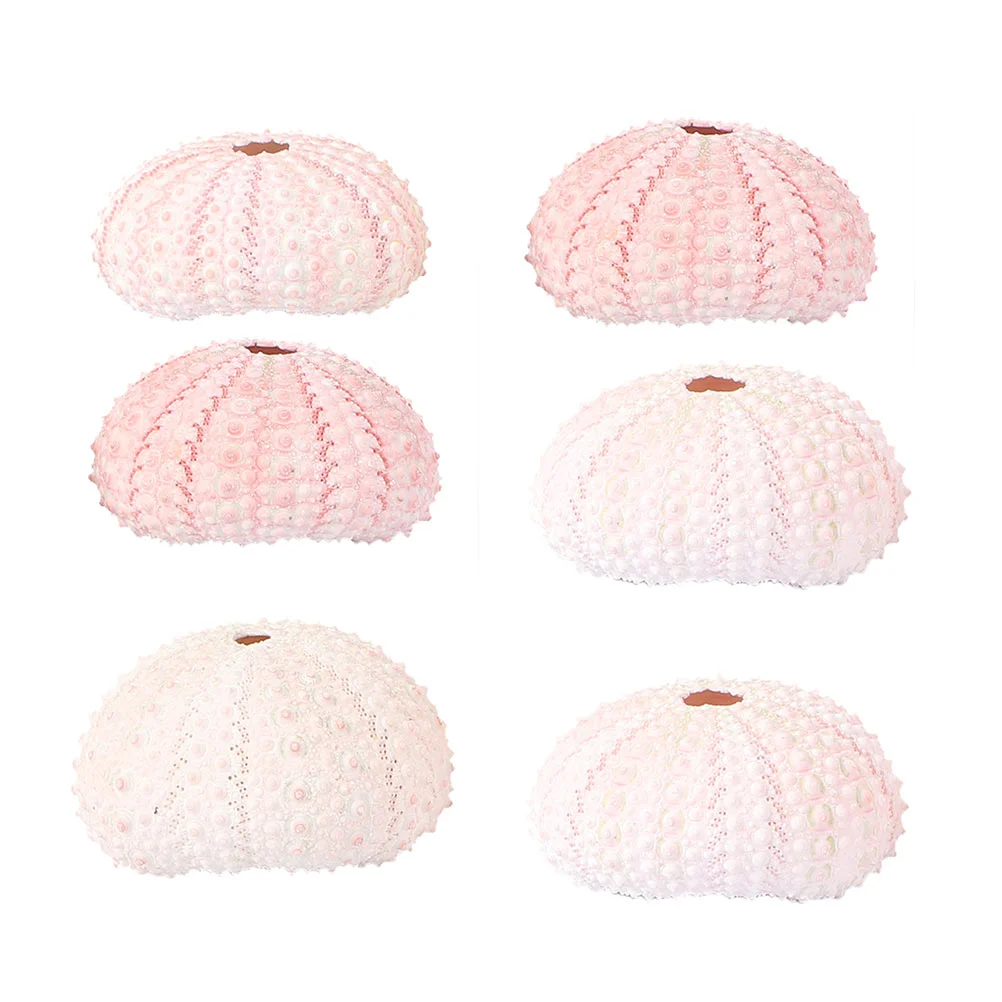 6 Pcs Sea Urchin Shell Air Plants Vaso Portaoggetti Vasi Per Fioriere Succulente Bianche