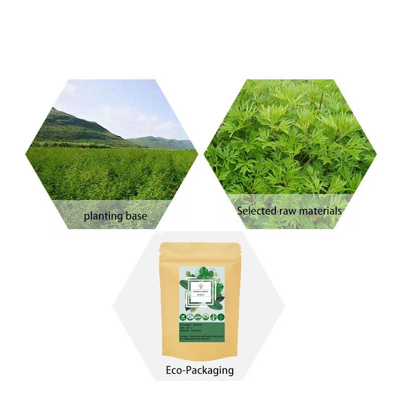 Estratto Di Artemisia Annua Biologico Naturale Puro Al 100% 20:1