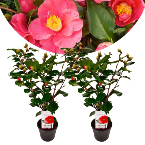 Plant In A Box - Camellia Japonica 'Dr. King' - Set Di 2 - Rosa Giapponese - Pianta Di Camelia Rustica - Vaso 15Cm - Altezza 50-60Cm