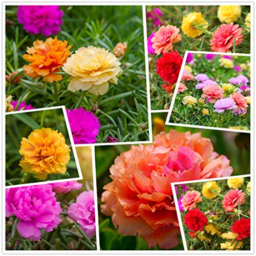 Hua Xian Zi, Moss Rose (Portulaca Grandiflora) Colori Misti 10000+ Semi Freschi