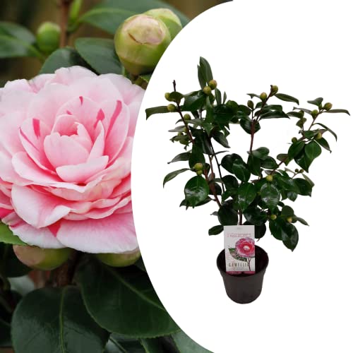 Plant In A Box - Camellia Japonica 'Bonomiana' - Rosa Giapponese - Pianta Di Camelia Rustica - Vaso 15Cm - Altezza 50-60Cm