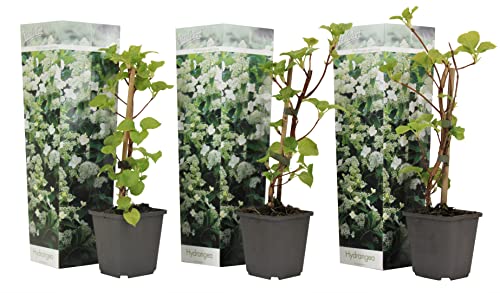 Plant In A Box - Ortensia Hydrangea 'Petiolaris' - Set Di 3 - Ortensia Rampicante - Vaso 9Cm - Altezza 25-40Cm