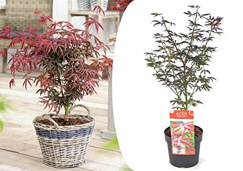 Plant In A Box - Acer Palmatum 'Starfish' - Acero Giapponese Resistente All'Inverno - Vaso 19Cm - Altezza 60-70Cm