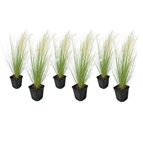 Plant In A Box - Stipa - Set Di 6 - 'Pony Tail' - Erba Ornamentale - Vaso 9Cm - Altezza 20-30Cm