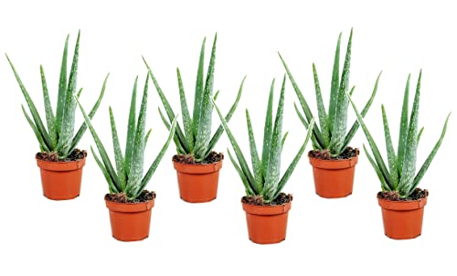 Plant In A Box - Aloe Vera - Set Di 6 - Pianta D'Appartamento - Succulenta - Vaso 10Cm - Altezza 25-40Cm