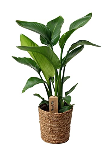 Plant In A Box - Strelitzia Nicolai - Uccello Del Paradiso - Vaso 17Cm - Altezza 55-70Cm