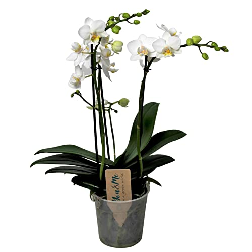 Plant In A Box - Phalaenopsis Multiflora - Orchidea Bianco - Pianta Da Appartamento Fiorita - Adatta Ai Gatti - Vaso 12Cm - Altezza 35-45Cm