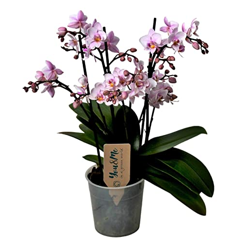 Plant In A Box - Phalaenopsis Multiflora - Orchidea Rosa - Pianta Da Appartamento Fiorita - Adatta Ai Gatti - Vaso 12Cm - Altezza 35-45Cm