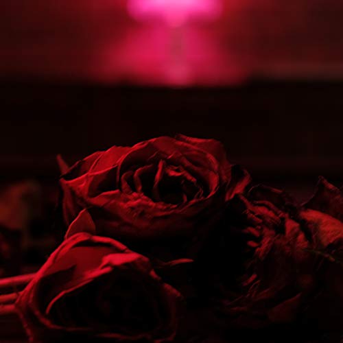 Roses -Coloured-
