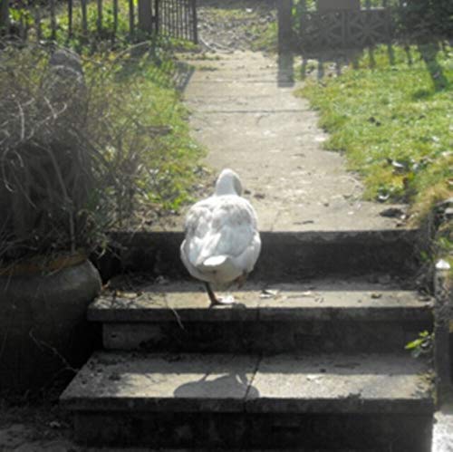 Slowdown: Epilogue