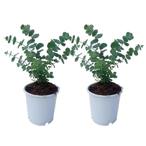 Plant In A Box - Eucalyptus Pulverulenta 'Baby Blue' - Set Di 2 - Vaso 12Cm - Altezza 25-40Cm