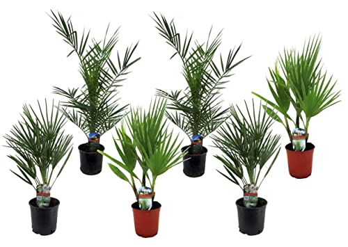 Plant In A Box - Set Di 6 Palme Da Esterno - Phoenix, Chamaerops, Washingtonia - Vaso 15Cm - Altezza 50-70Cm