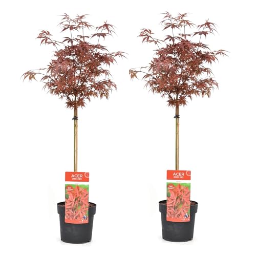 Plant In A Box - Acer Palmatum 'Shaina' - Set Di 2 - Acero Giapponese Resistente - Foglie Rosse - Vaso 19Cm - Altezza 80-90Cm