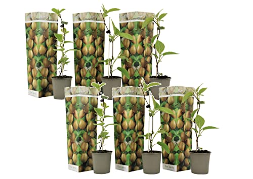Plant In A Box - Kiwi Actinidia 'Jenny' - Set Di 6 - Piante Di Kiwi - Vaso 9Cm - Altezza 25-40Cm