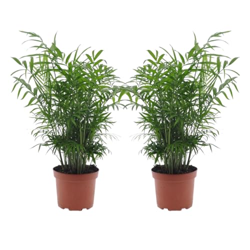 Plant In A Box - Chamaedorea Elegans - Palma Da Salotto - Véritable Plante D'Intérieur - Set Di 2 - Pot De 17Cm - Hauteur De 50-60Cm
