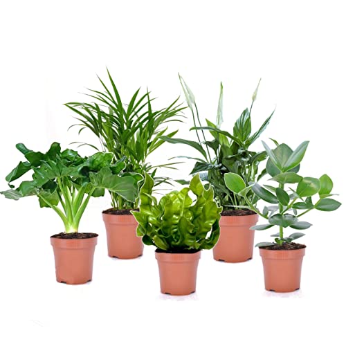 Plant In A Box - Set Di 5 Piante D'Appartamento Che Purificano L'Aria - Vaso 12Cm - Altezza 25-40Cm - Areca, Asplenium, Clusia, Philodendron, Spathiph