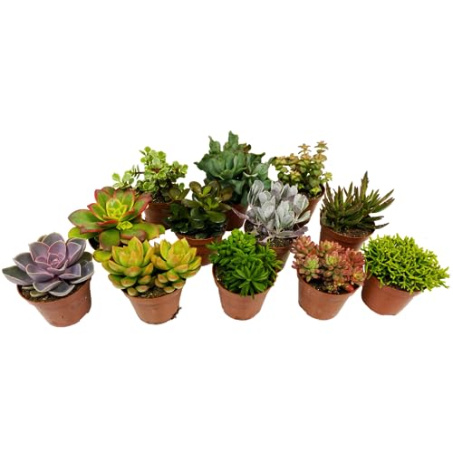Plant In A Box - Miscela Di Mini Succulente - Miscela Di 12 Pezzi Di Succulente - Piante Vere - Decorative E Facili Da Curare - Vaso 5,5 Cm - Altezza 