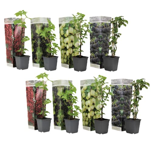 Plant In A Box - Miscela Di Bacche - Mix Di 8 Piante Di Bacche - Vaso 9Cm - Altezza 25-40Cm