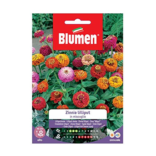 Semi Zinnia Lilliput Mix Blumen Sementi Fiori