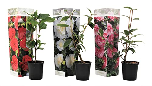 Plant In A Box - Camellia Japonica - Mix Di 3 - Rose Giapponesi - Vaso 9Cm - Altezza 25-40Cm