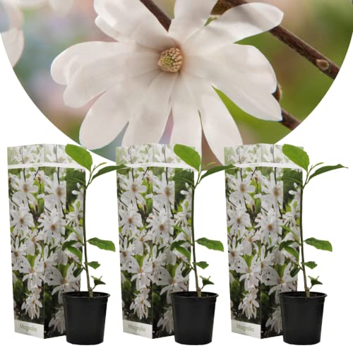 Plant In A Box - Magnolia Stellata - Set Di 3 - Ampio Arbusto/Piccolo Albero Resistente All'Inverno - Fiori Bianchi - Vaso 9Cm - Altezza 25-40Cm