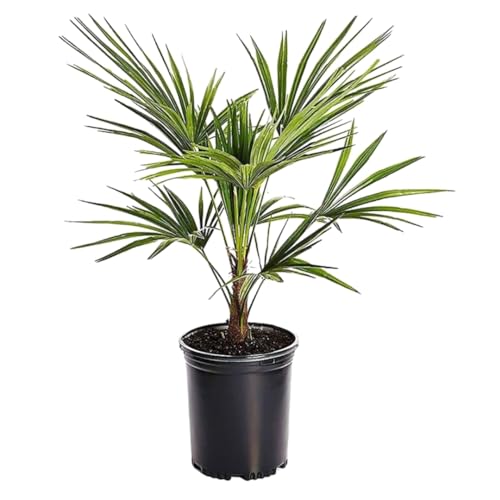 Plant In A Box - Trachycarpus Fortunei - Palma Asiatica - Palma Resistente - Palma A Ventaglio - Vaso 21Cm - Altezza 35-45Cm