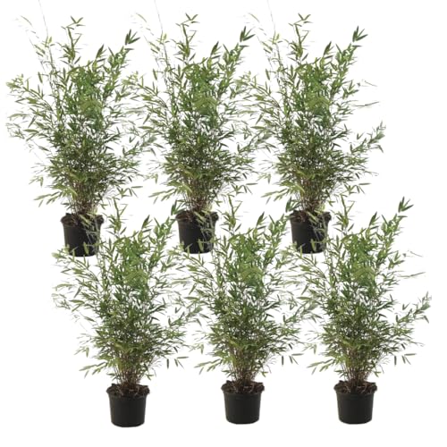 Plant In A Box - Fargesia Nitida 'Gansu' - Set Di 6 - Bambù Viola Scuro - Vaso 17Cm - Altezza 50-70Cm - Non Invasiva - Sempreverde Resistente