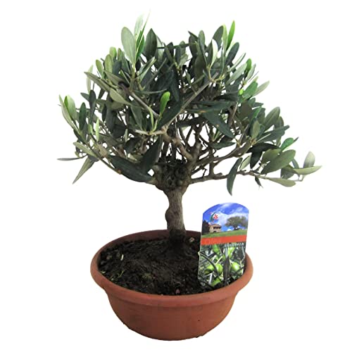 Plant In A Box - Olea Europaea - Olivo Bonsái En Tazón - Maceta 21Cm - Altura 30-40Cm