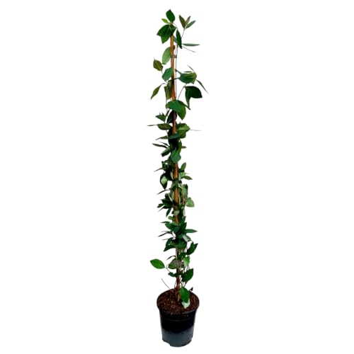 Plant In A Box - Lonicera X Heckrotti American Beauty - Caprifoglio - Rampicante - Resistente - Vaso 17Cm - Altezza 110-120Cm