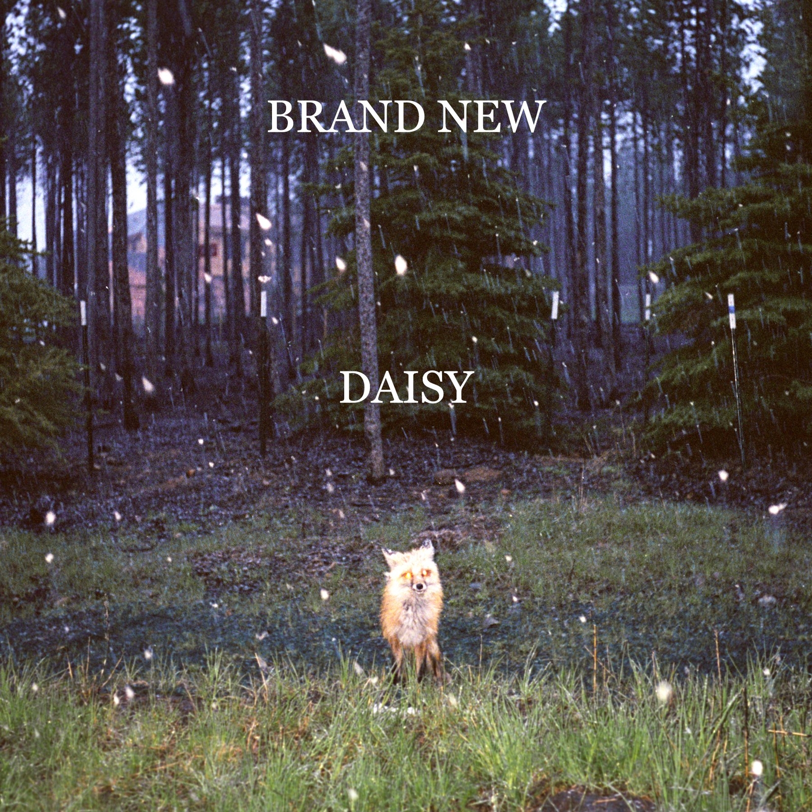 Brand New Daisy (Vinyl LP)