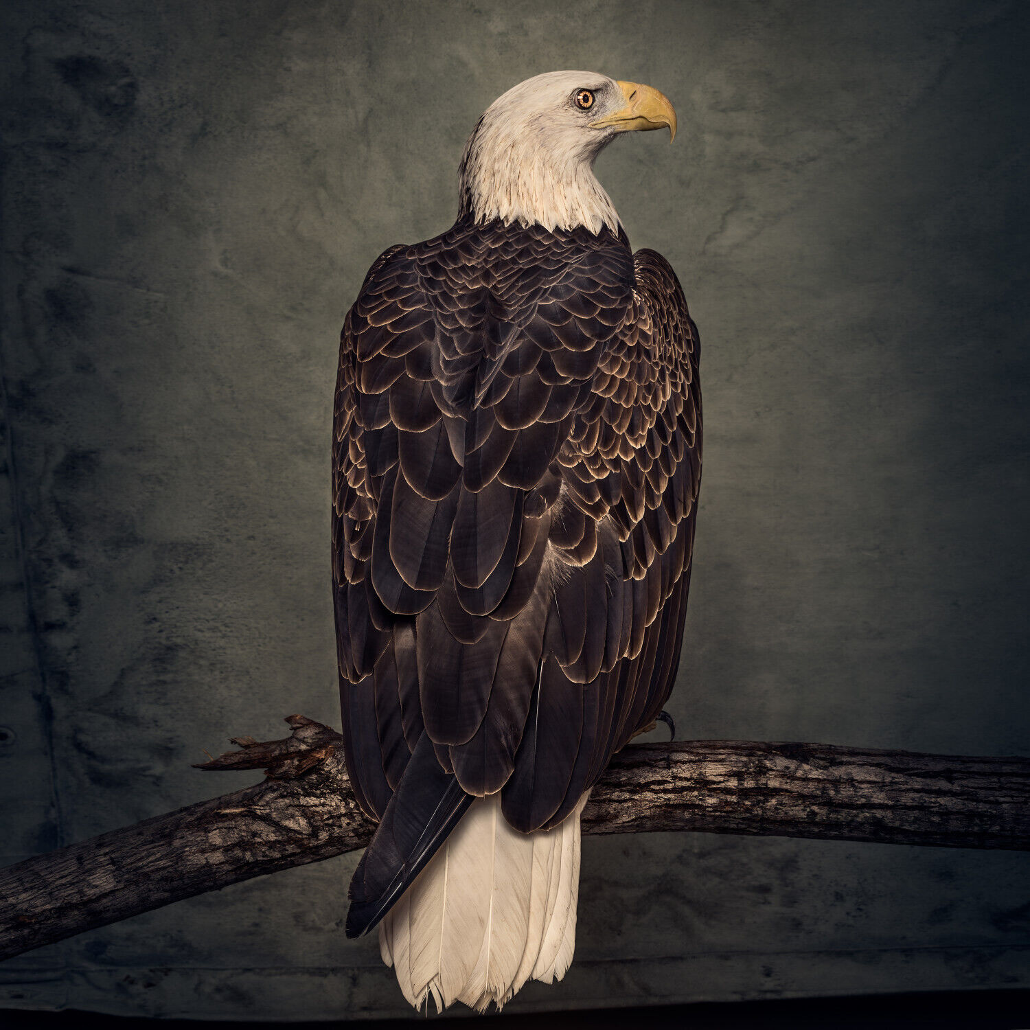 Clutch Book of Bad Decisions (CD) with Book