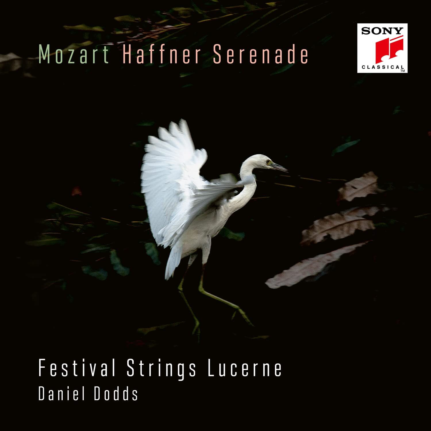 Mozart / Dodds, Daniel / Festival Stri Mozart: Haffner-Serenade KV 250 & Ma (CD)
