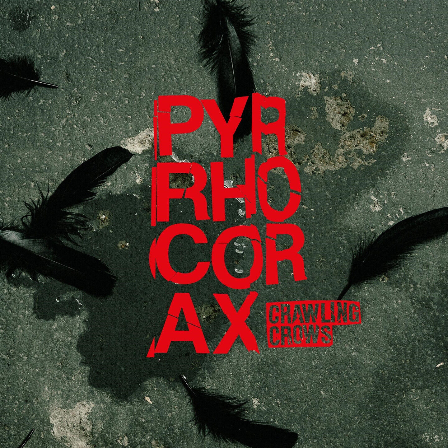 Pyrrhocorax (Cd)