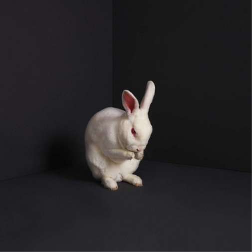 Brume Rabbits (CD) Album Digipak