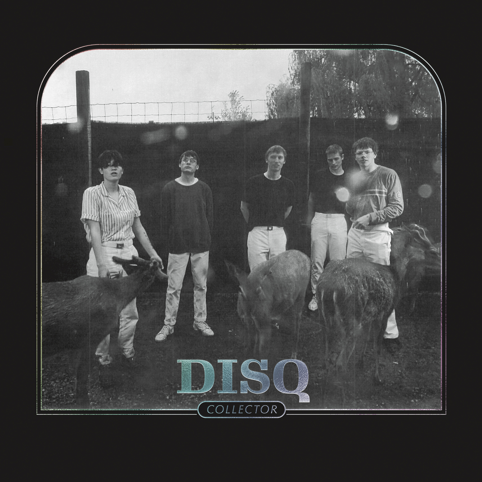 Disq Collector (Vinyl LP) 12" Album