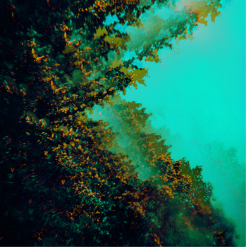 Polymoon Caterpillars of Creation (CD) Album
