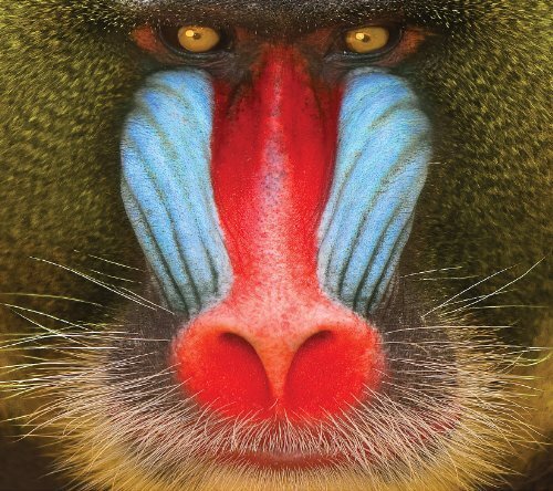 Suckers Wild Smile (Vinyl LP)
