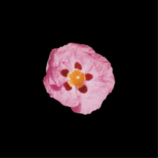 Kit Grill Fragile (Cassette)