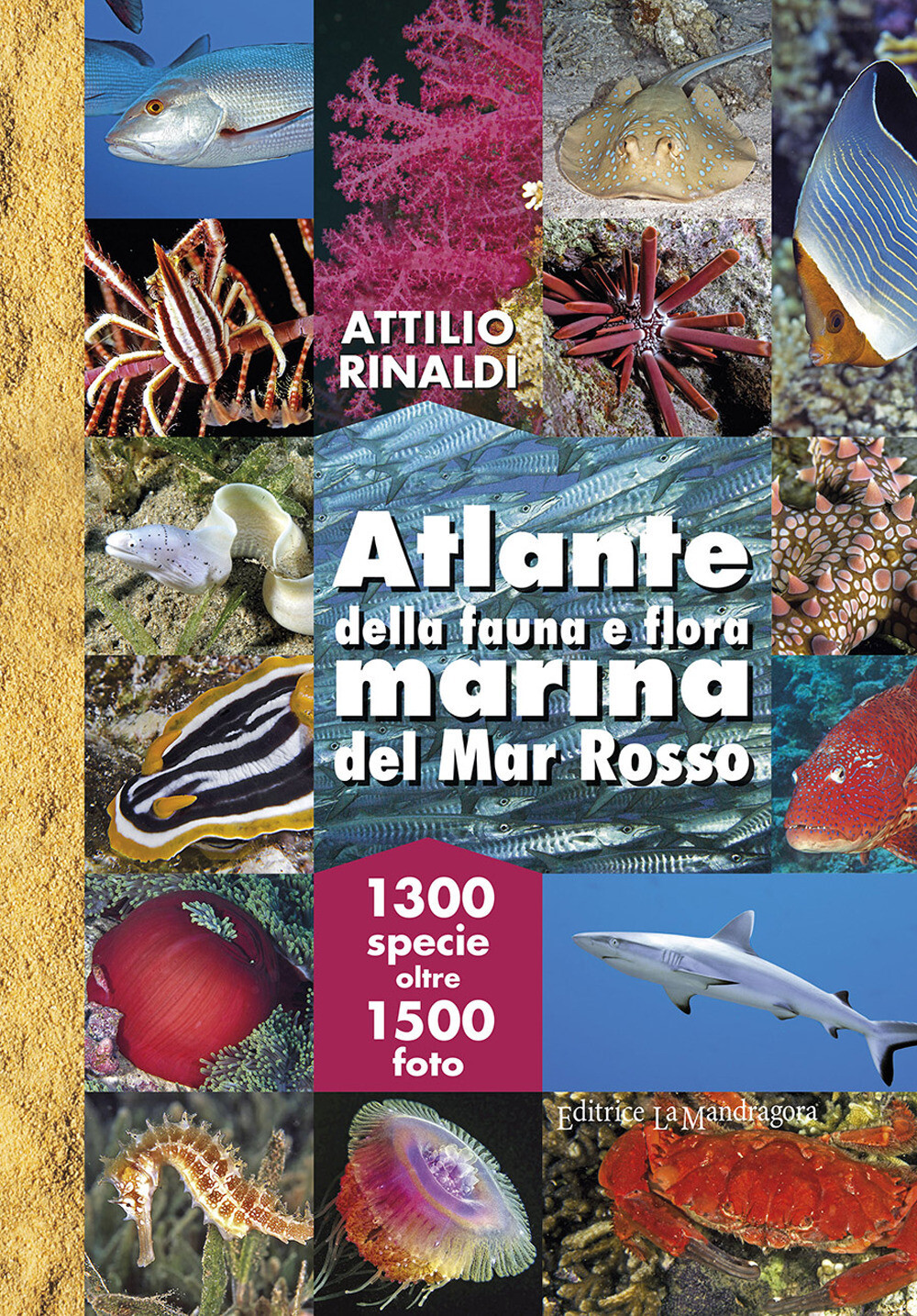 Libri Attilio Rinaldi - Atlante Della Fauna E Flora Marina Del Mar Rosso. Ediz.