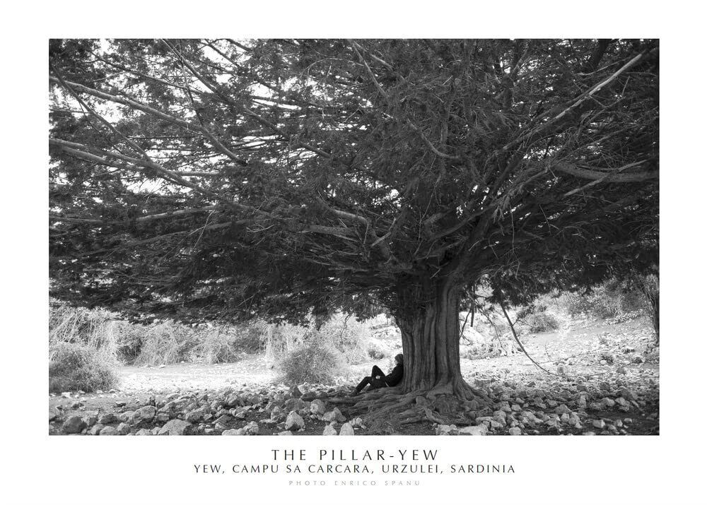 9788898309665 The Pillar-Yew. Yew, Campu Sa Carcara, Urzulei, Sa...ampa Fine Art