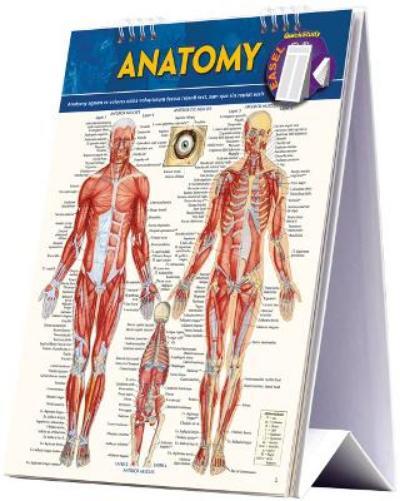 Vincent Perez Anatomy Easel (Anello, filo)