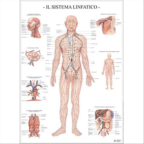 Libri Il Sistema Linfatico