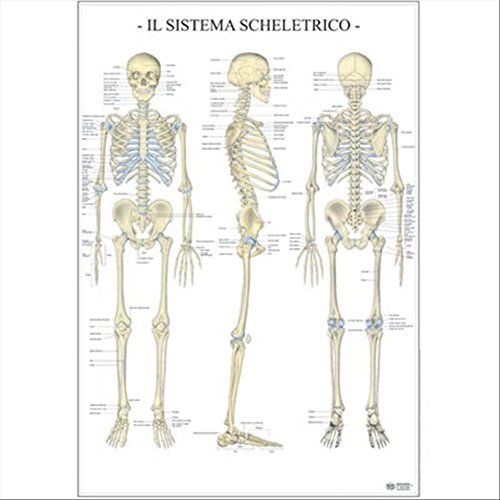 Libri Il Sistema Scheletrico Dell'Uomo