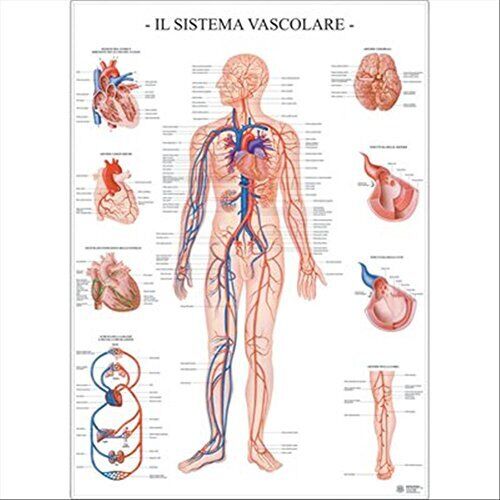Libri Il Sistema Vascolare