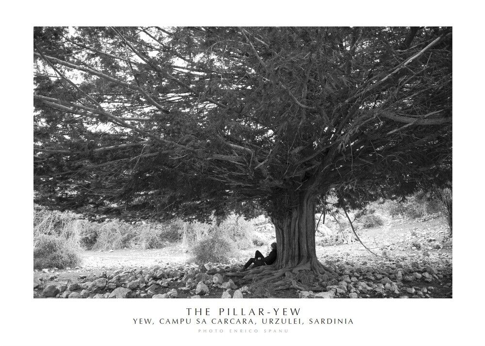 The Pillar-Yew Yew, Campu Sa Carcara, Urzulei, Sardinia