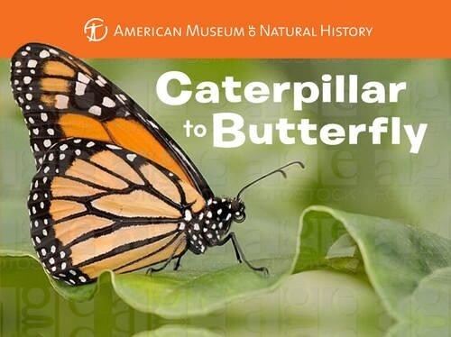 Melissa Stewart Caterpillar to Butterfly (Libro di cartone) Science for Toddlers