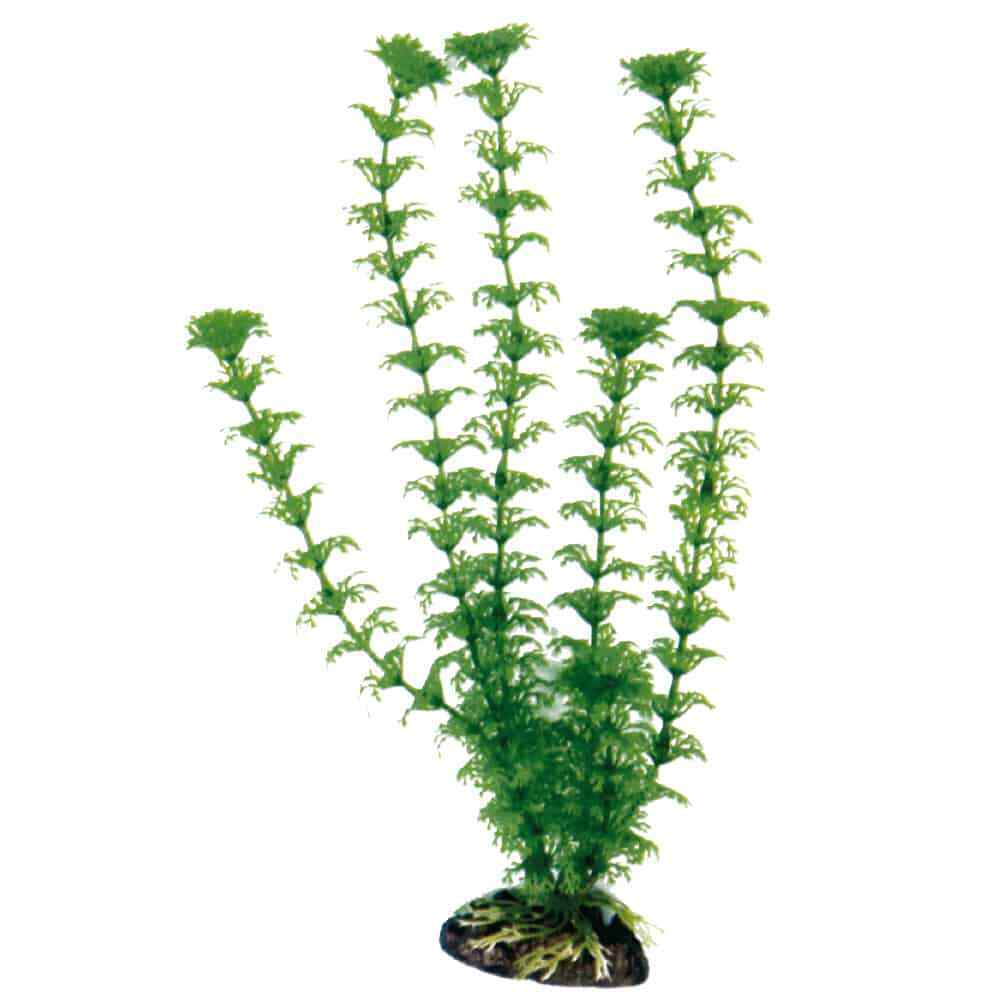 Plant classic cabomba MD Croci