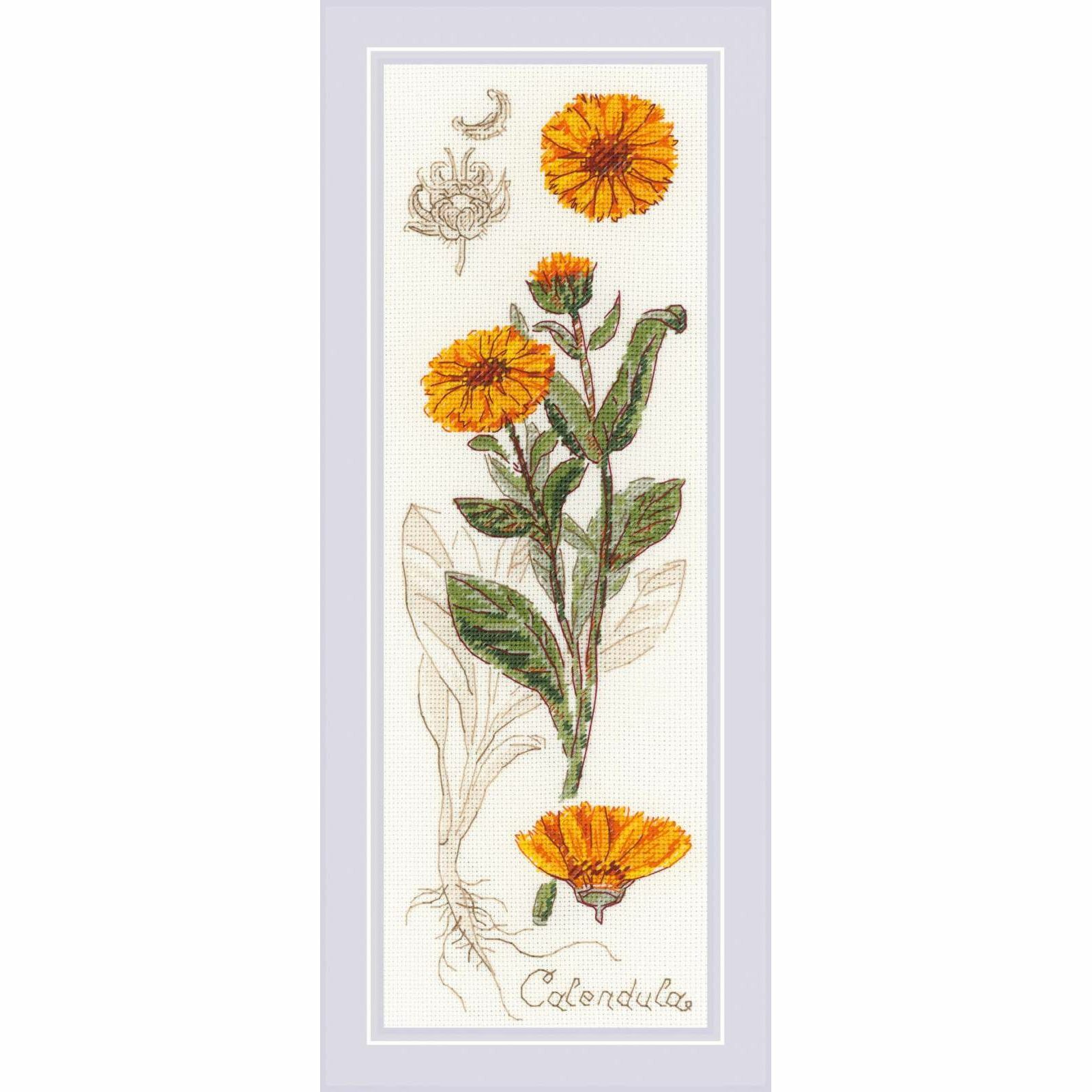 Riolis 1798 Calendula Ricamo Contato Aida 7.2