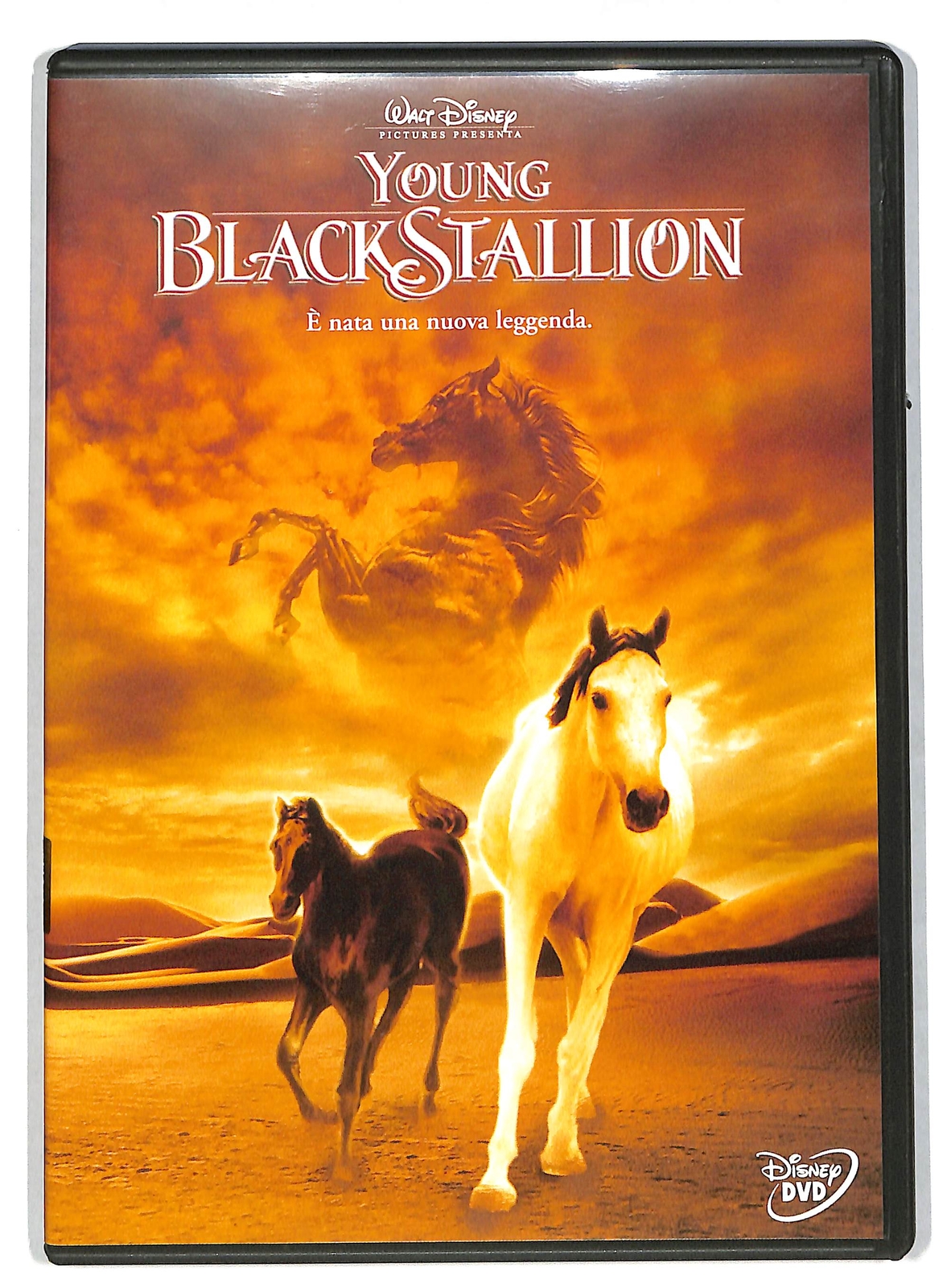 EBOND Young Black Stallion DVD DB590855